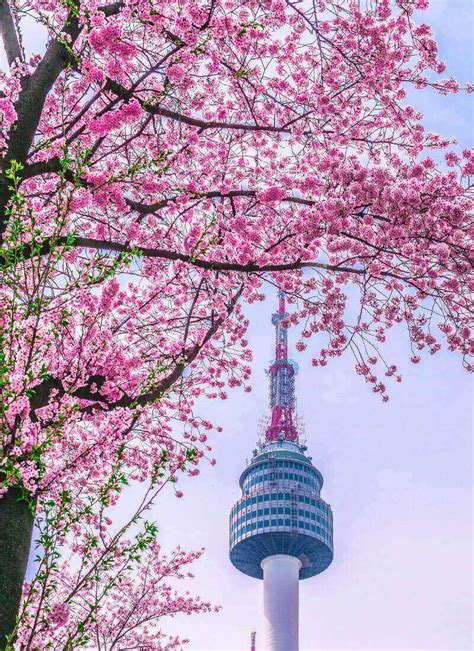 Where to See Cherry Blossoms in Seoul • Hoponworld