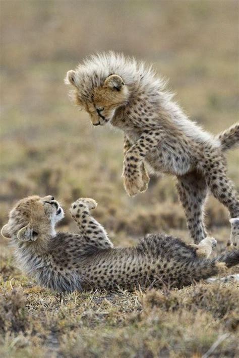 Cheetah Cubs | Wildlife. | Pinterest