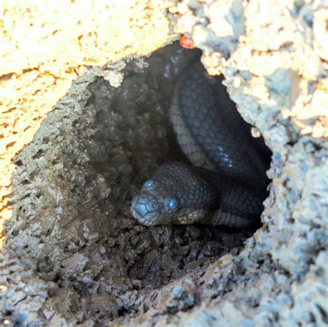 Dog-faced Water Snake: Sludge and Salt in the Intertidal Zone | RoundGlass | Sustain