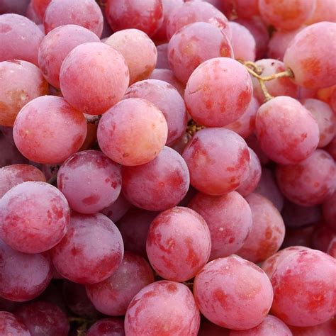 Pick of the Week - Red Crimson Seedless Grapes – Harris Farm Markets