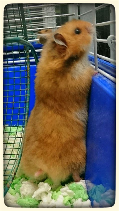 Female golden teddy Syrian hamster | かわいいハムスター, ハムスター, ペット