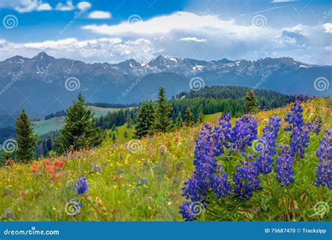 Mountain Wildflowers stock photo. Image of glow, floral - 75687470