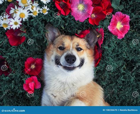 Cute Puppy Dog Corgi Lies in the Lush Grass among the Beautiful Flowers ...