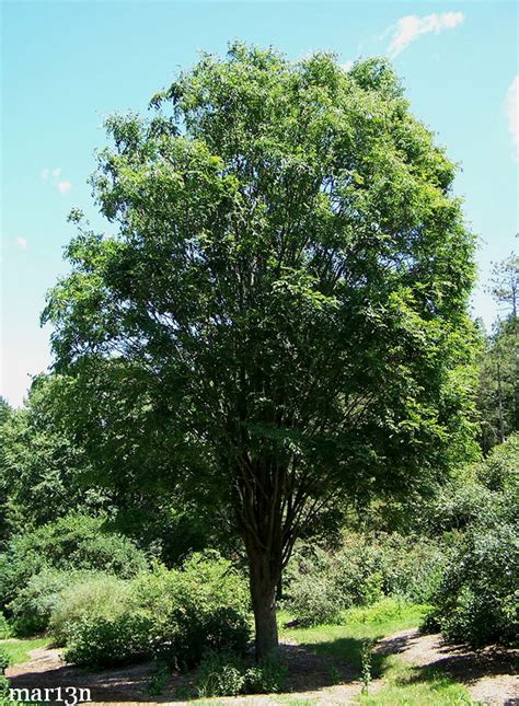 Japanese Zelkova - Zelkova serrata - North American Insects & Spiders