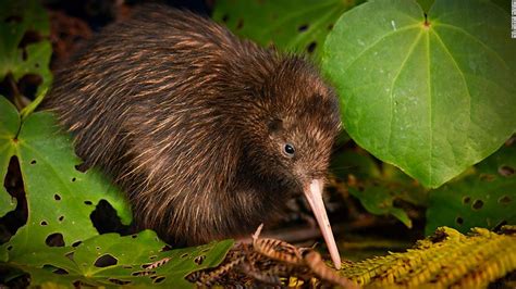 Two kiwi species no longer endangered in new Red List - CNN