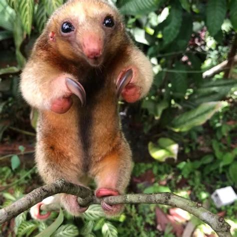 When threatened, the silky anteater, like other anteaters, defends itself by standing on its ...