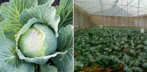 Cabbage Farming in Polyhouse for Profit - A Full Guide | Agri Farming