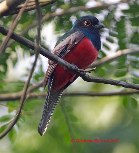 Blue-crowned Trogon, Trogón Curucuí, Trogon curucui | Flickr