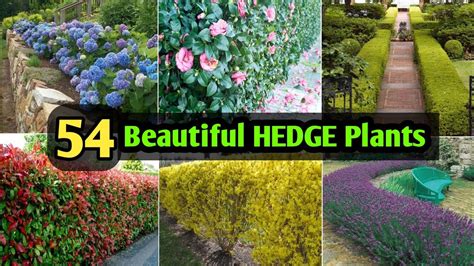 The Best Plants For Hedges: 23 Types Of Hedges (With