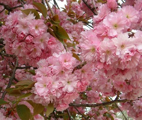 PlantWerkz: Cherry Blossom – Prunus Serrulata