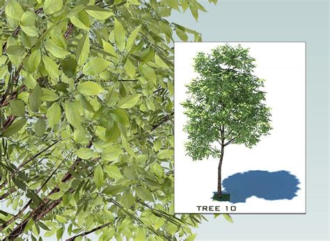 Free 3D Models - VEGETATION - SKETCHUP 3D TREES COLLECTION 2 - by Sketchup Texture