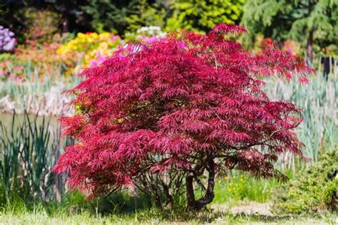 How to Propagate Japanese Maples from Seed | Gardener’s Path