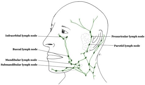 Preauricular Lymph Nodes: Causes Of Swelling, 49% OFF