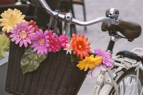 Bicycle Bike Basket Flower - Free photo on Pixabay