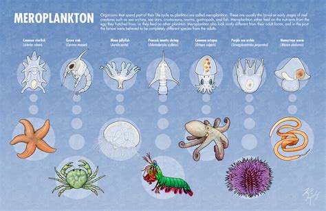 rkherman:Organisms that spend part of their life cycle as plankton are called meroplankton ...