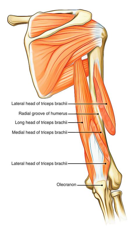 Easy Notes On 【Muscles of the Upper Arm】Learn in Just 3 Minutes!