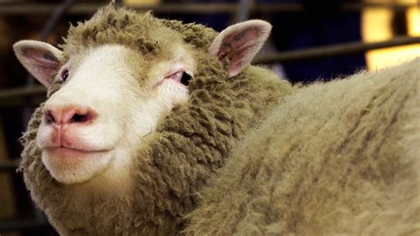 Dolly the sheep's clone 'sisters' are healthy in old age | Fox News