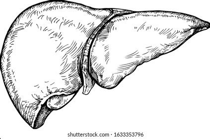 2,662 Liver Sketch Images, Stock Photos, and Vectors | Shutterstock