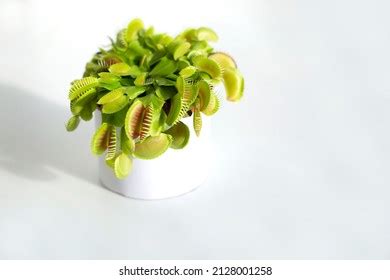 Venus Flytrap On White Background Stock Photo 2128001258 | Shutterstock