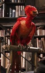 Phoenix feather - Harry Potter Wiki