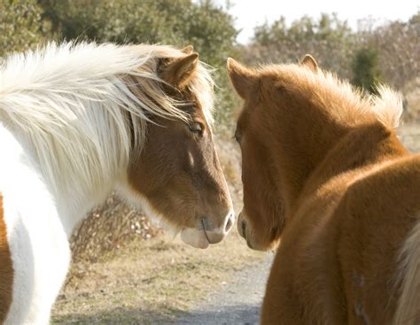 Wild Assateague Island Ponies Free Stock Photo - Public Domain Pictures