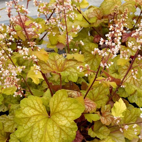 Heuchera | TERRA NOVA® Nurseries, Inc.