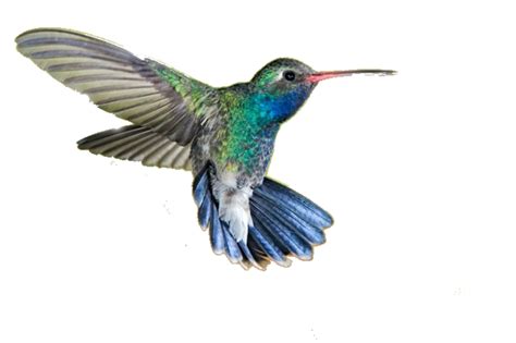 Hummingbird PNG Transparent Hummingbird.PNG Images. | PlusPNG