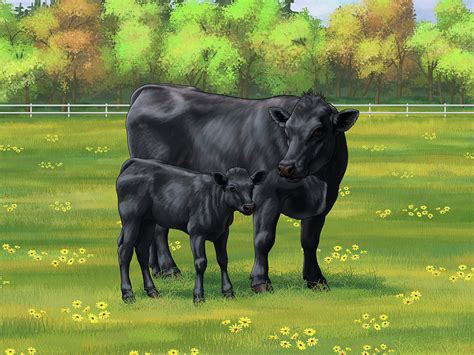 Black Angus Cow and Cute Calf in Summer Pasture Painting by Crista ...