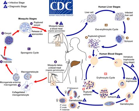 CDC - DPDx - Malaria