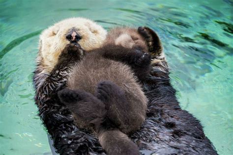 Sea Otter Births Pup Inside Aquarium's Tide Pool As Onlookers Watch