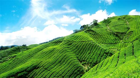 Munnar Wallpapers - Wallpaper Cave