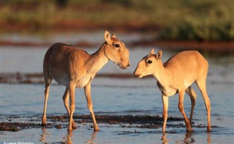 Saiga Antelope Facts | Anatomy, Diet, Habitat, Behavior - Animals Time