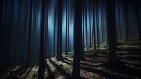 Scary Background Pictures - Dark Forest Woods Trees Night Tall Shadow ...