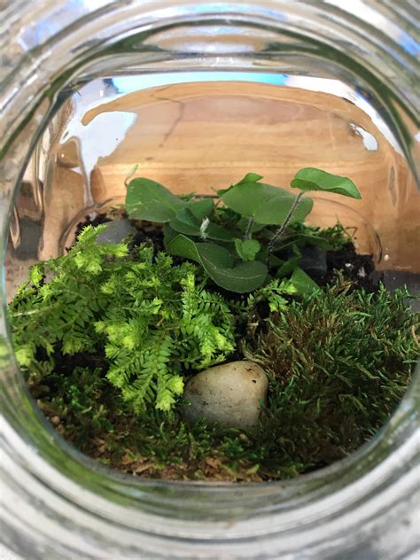 First terrarium, selaginella fern and heart fern, moss. I love it! : r ...