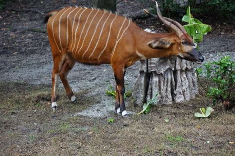 Kilimanjaro Safari Tour: The biggest tour in Disney's Animal Kingdom ...