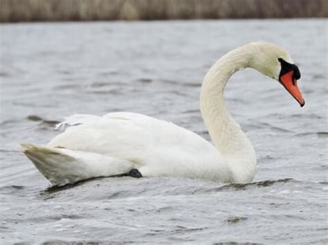 Browse by Family, All About Birds, Cornell Lab of Ornithology