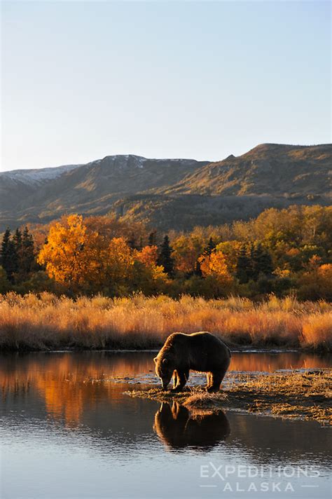 Grizzly Bear in the Fall photo - Image of the Month