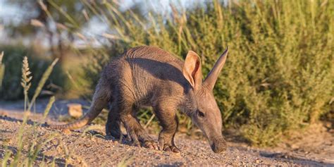 Aardvark: A Complete Guide To The African Aardvark