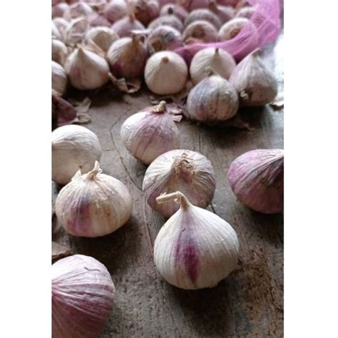 Solo Garlic Wild Single Clove Garlic Monobulb Garlic Single - Etsy