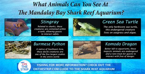 Mandalay Bay Shark Reef Aquarium: Meet The Exotic Animals Of Las Vegas ...
