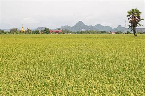 Rice paddies in Thailand stock photo. Image of rice, paddy - 41769198