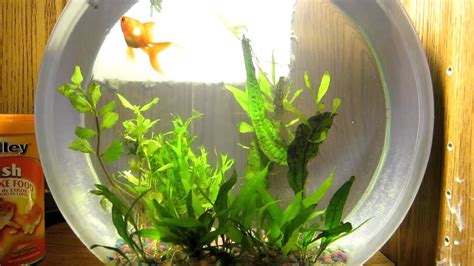 Goldfish bowl live plants 2.5 gallon - YouTube