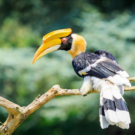 10 Facts About Hornbills, the Bird Breed That’s Getting Online Attention in S’pore Recently ...