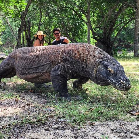 Fascinating Komodo Dragon Facts! - The King of Komodo