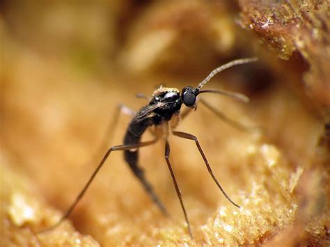 Getting rid of annoying gnats | | tucson.com