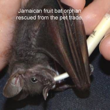 Jamaican fruit bat orphan rescued from the pet trade and now living at ...