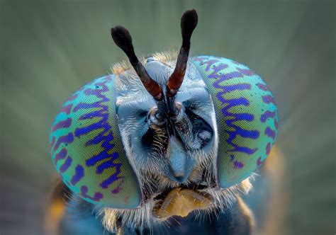 Incredible creatures up-close Weird Insects, Cool Insects, Bugs And ...