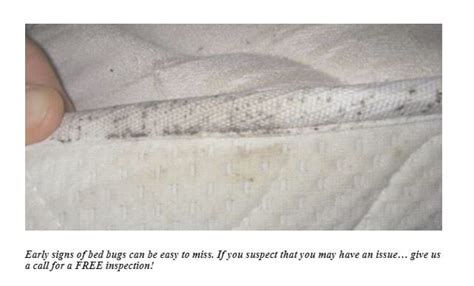 Simple Guide to Identification of Bed Bugs — Bed Bugs Arizona