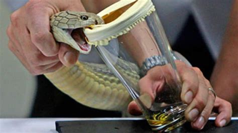 Snake Breeder Killed By His King Cobra's Bite | Scoop News | Sky News