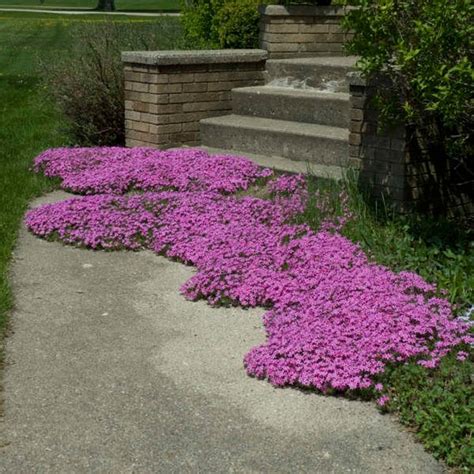 Does Creeping Phlox Spread? - My Heart Lives Here